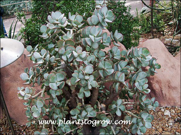 A nice mature plant of Tree Jade (Crassula arborescence)